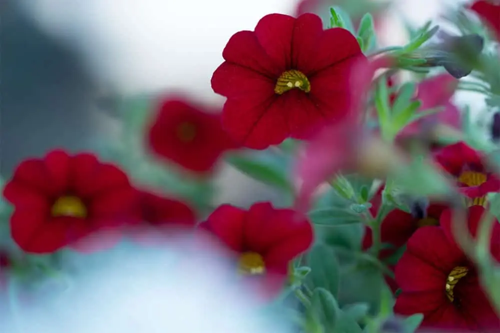 Hochbeet Bausatz Compact