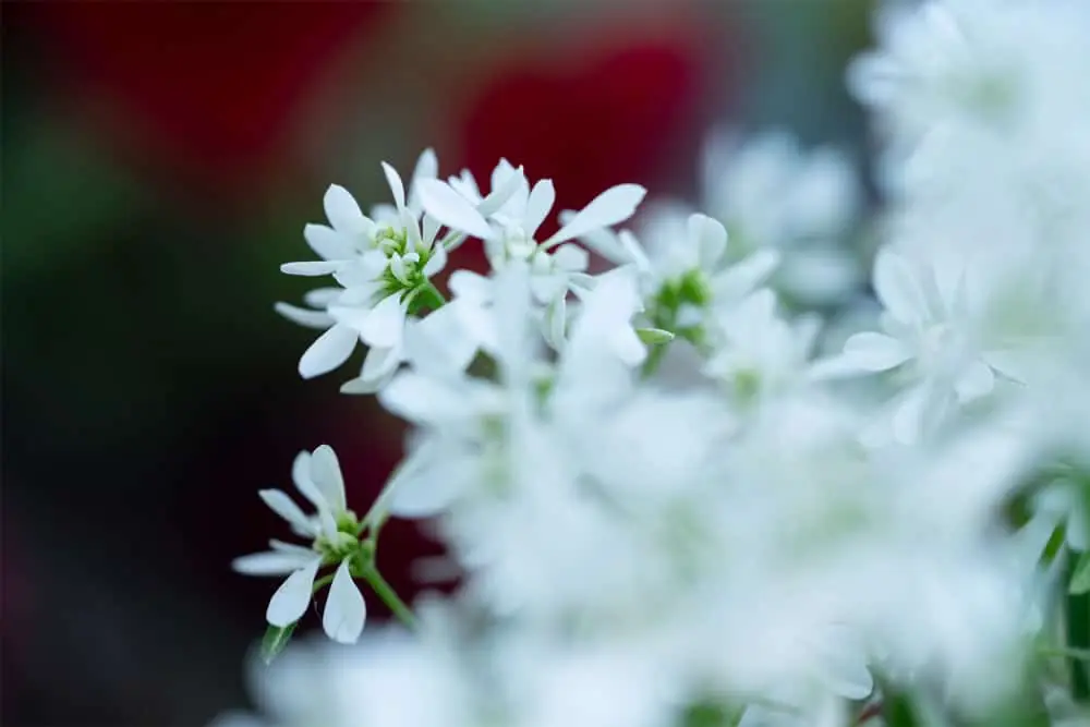 Hochbeet Bausatz Compact